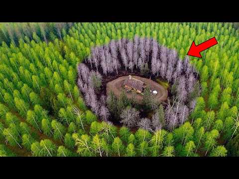 He Woke Up to a Perfect Circle of Dead Trees—What He Found Exposed a Secret Operation