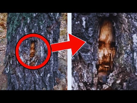 She Went for a Quiet Hike—Then Found Faces Carved Into Trees and Ran for Her Life