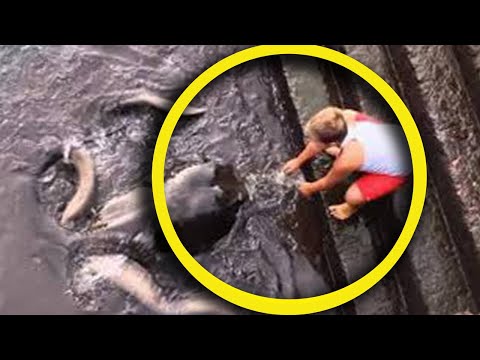 A Huge Unknown Creature Touched a Boy’s Feet—What Followed Shocked Everyone Watching