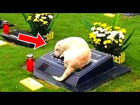 A Labrador Refused to Leave a Grave—Until Police Dug Beneath It